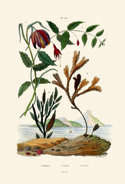 Schachbrettblume von French School